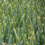 Фото №2 Скипетр. Элита озимой пшеницы.