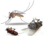 фото Уничтожение насекомых (тараканы