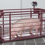 фото Весы платформенные с подвесной клеткой для взвешивания животных ВП-ЖК