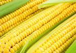 фото Производителям и трейдерам предлагаем продать нам продовольственную кукурузу оптом