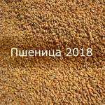 фото Свежая пшеница. Урожай 2018 года