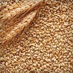 фото Производителям и трейдерам предлагаем продать нам пшеницу класса фураж
