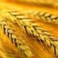 фото Пшеница 1,3,4,5 класса