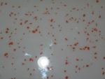 Фото №2 Поликарбамидные наливные полы, кровли
