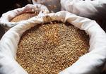 фото Зерно (пшеница,ячмень,просо,кукуруза и др. в мешках),зерносмесь