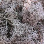 фото Мох ягель - олений мох