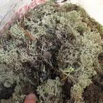 фото Мох ягели - олений северный мох / Сухой - мешок 20 литров