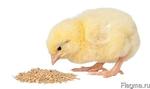 фото Комбикорм для суточных цыплят от 1 кг
