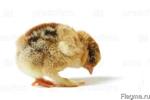 фото Комбикорм для цыплят бройлер рост от 20дн от 1 кг в Константиновке