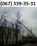 фото Удаление деревьев Киев 067 339-35-31