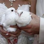 фото Выпуск свадебных белых голубей у ЗАГСА