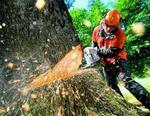 фото Спилка деревьев,аварийных,сухостоев