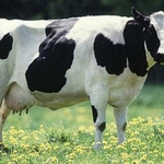 фото "коровы средней упитанности "