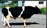 фото Холмогорские телки и бычки весом 100-150 кг по 25 голов