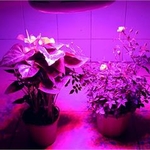 фото Освещение для роста растений в теплицы