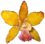 фото Брошь из натуральной орхидеи в золоте