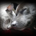 фото Сухой корм для кошек ROYAL CANIN Digestive Comfort 38