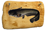 фото Живая рыба Сом канальный