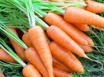фото Продаем морковь оптом
