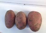 фото Продам картофель элитный сорт Лабелла