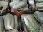 фото Реализую продажу пекинской капусты