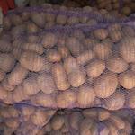 фото Картофель калиброванный 5+ оптом со склада КФХ в Орле