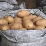 фото Картофель любые объемы! продажа картофеля!