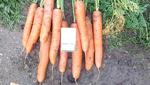 фото Морковь оптом напрямую от производителя