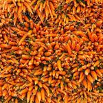 фото Предлагаем Вам приобрести оптом Морковь желтую от сельхозпроизводителя