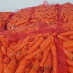фото Морковь нового урожая оптом 1 сорт от производителя