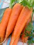 фото Морковь оптом