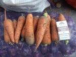 фото Морковь оптом ,отличного качества