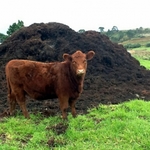 фото Навоз коровий с доставкой,коровяк