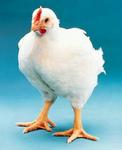 Фото №2 Комбикорм для цыплят бройлеров ПК-5, ПК-6 и другие недорого