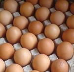 фото Яйца куриное оптом