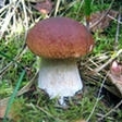 фото Грибы - белый гриб