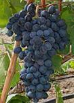 фото Краснодарский виноград