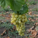 фото Предлагаем купить виноград столовый "Восторг" - продажа оптом от производителя - Ставропольский край.