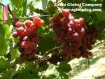 фото Бескосточковый виноград Флейм из Египта