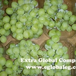 фото Бескосточковый виноград Супериор из Египта