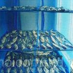 фото Складная сетка сушилка подвесная 45:45:65 см для сушки мяса рыбы овощей фруктов грибов