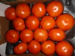 Фото №2 Продаем томаты марокканские оптом!