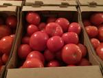 Фото №6 Огурцы и томаты оптом