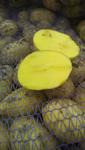 фото Картофель продовольственный оптом от фермера c доставкой по РФ.