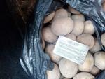 Фото №4 Качественный картофель оптом из Белорусии