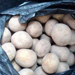 Фото №2 Качественный картофель оптом из Белорусии