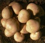 Фото №2 Картофель любые объемы! продажа картофеля!
