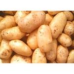 Фото №3 Картофель любые объемы! продажа картофеля!