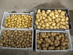 Фото №3 Продам картофель и лук оптом от производителя, урожай 2013-14 очень сочная цена, спеши!