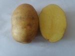 Фото №5 Семенной картофель из Беларуси в Азове